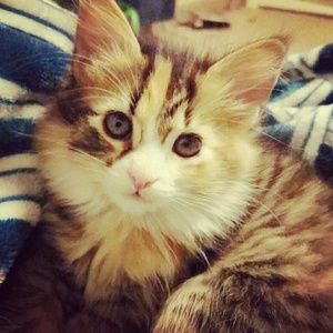 Meet your Posher, Raichelle