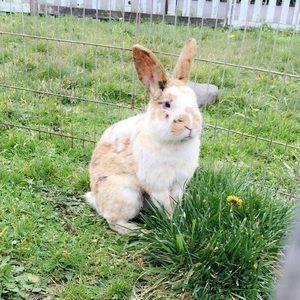 Meet your Posher, Callie