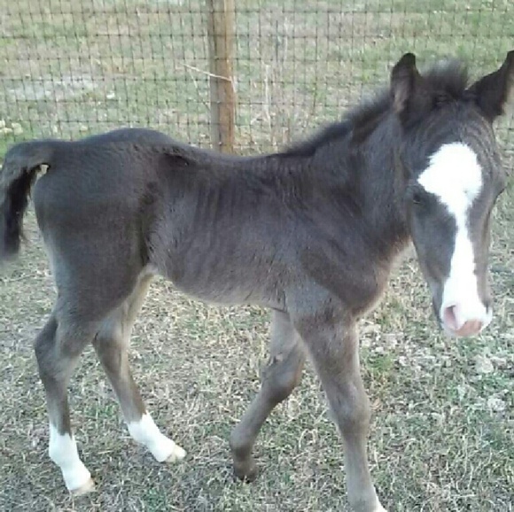 Accepting Offers! New mouth to feed💜💙💛💚🐎🐎🐎 - Picture 2 of 4