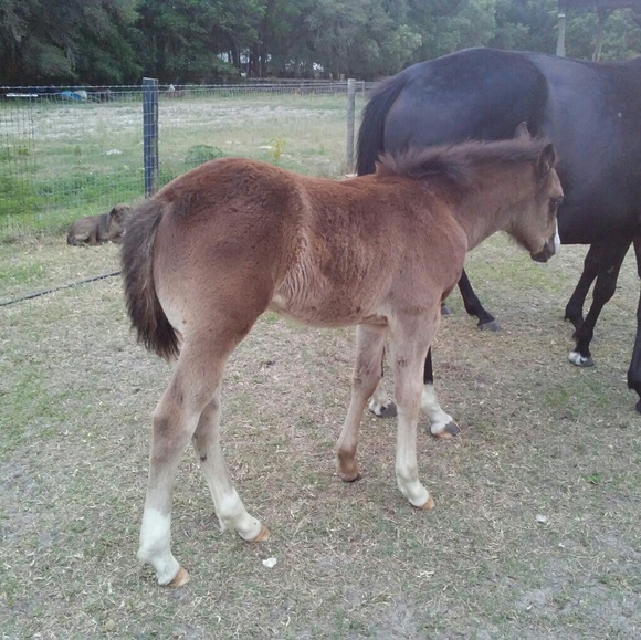 Accepting Offers! New mouth to feed💜💙💛💚🐎🐎🐎 - Picture 4 of 4