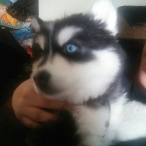 Meet your Posher, Brandy