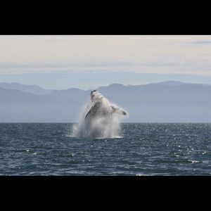 Meet your Posher, Phuong