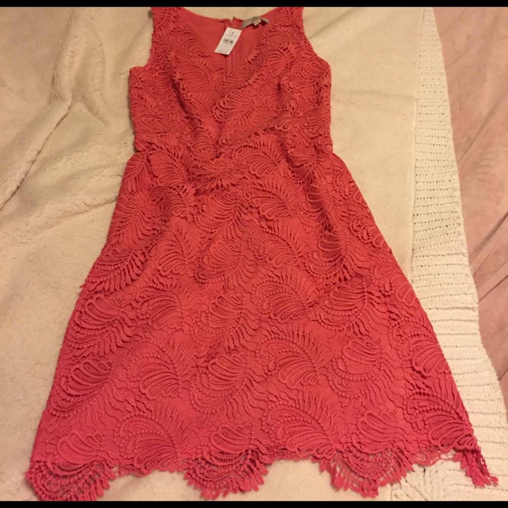 Loft coral scalloped lace dress