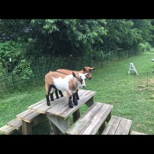 Meet your Posher, Vickie