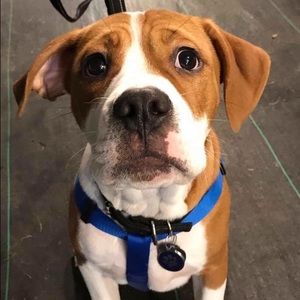 Meet your Posher, Morgan