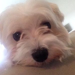 Meet your Posher, Jamie