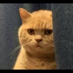 Meet your Posher, Ru yi