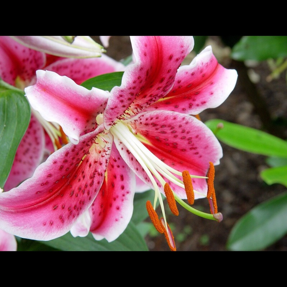 Meet your Posher, Sara