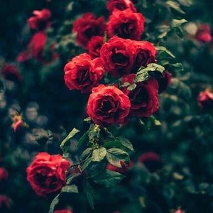 Meet your Posher, Mariyah