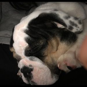 Meet your Posher, Harleen