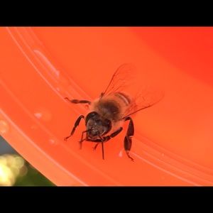 Meet your Posher, Angie