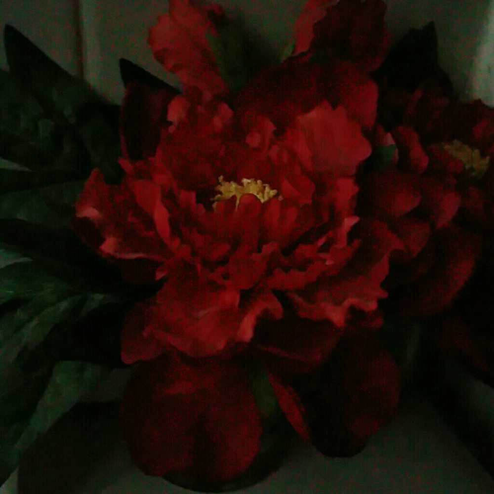 Meet your Posher, Shawna