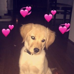 Meet your Posher, Dom