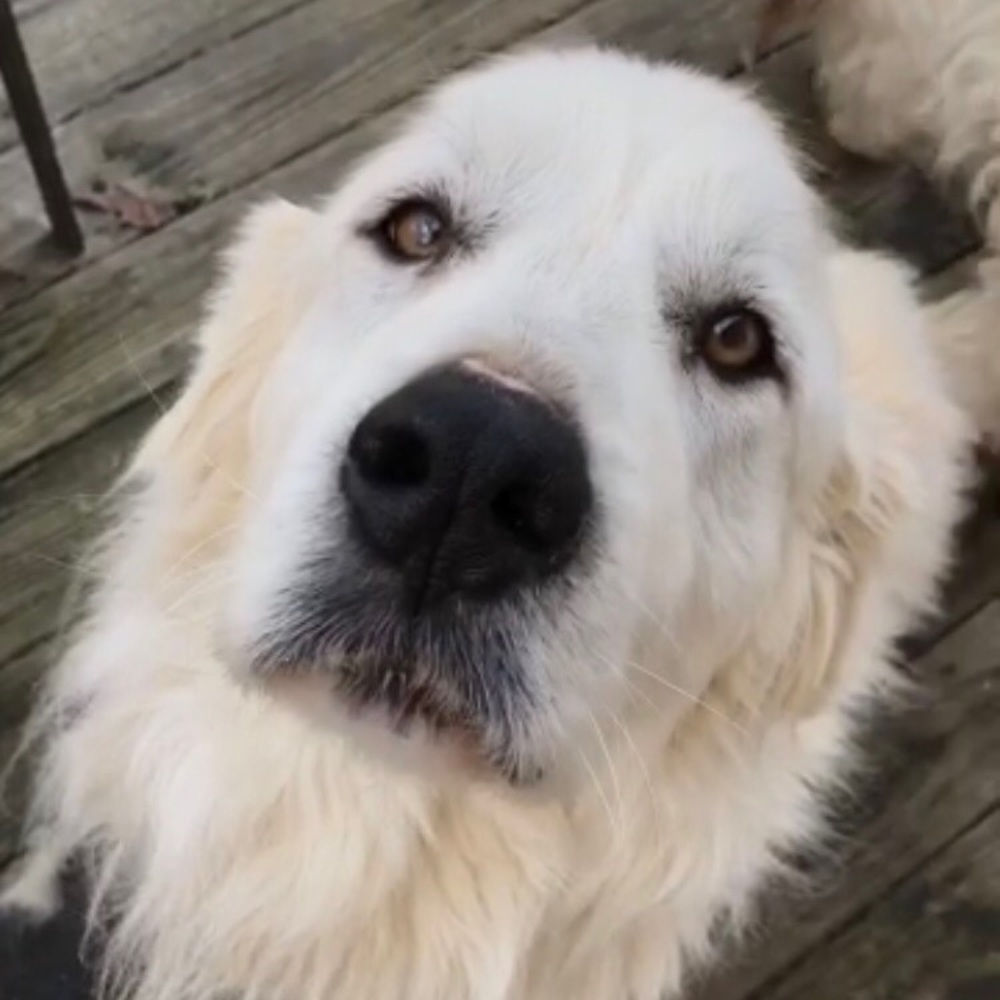 Meet your Posher, Russell