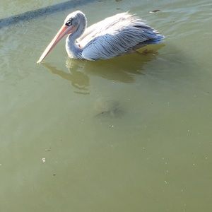 Photograph of a pelican