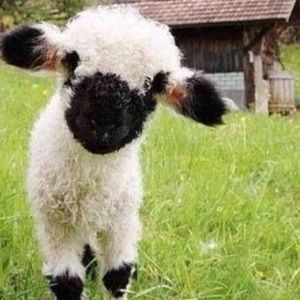 Meet your Posher, Sabrina