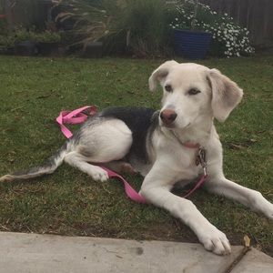 Meet your Posher, Sam