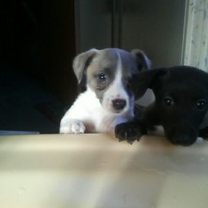 Meet your Posher, Mindy