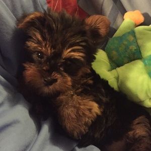 Meet your Posher, Terri