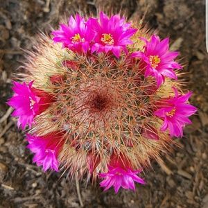 Meet your Posher, Sandra