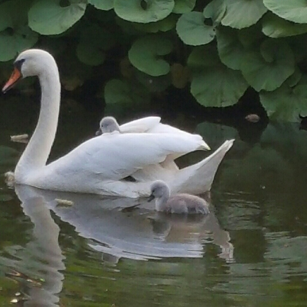 Meet your Posher, MH