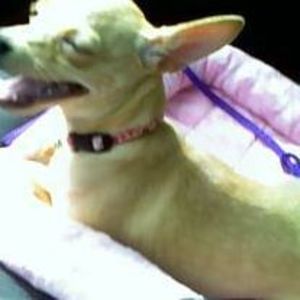 Meet your Posher, Yvette