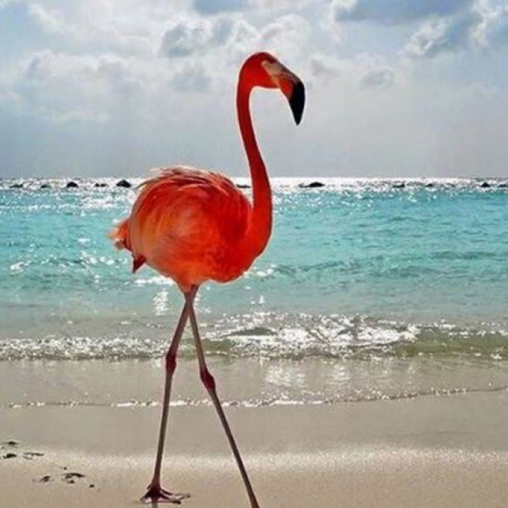 Meet your Posher, Dyan