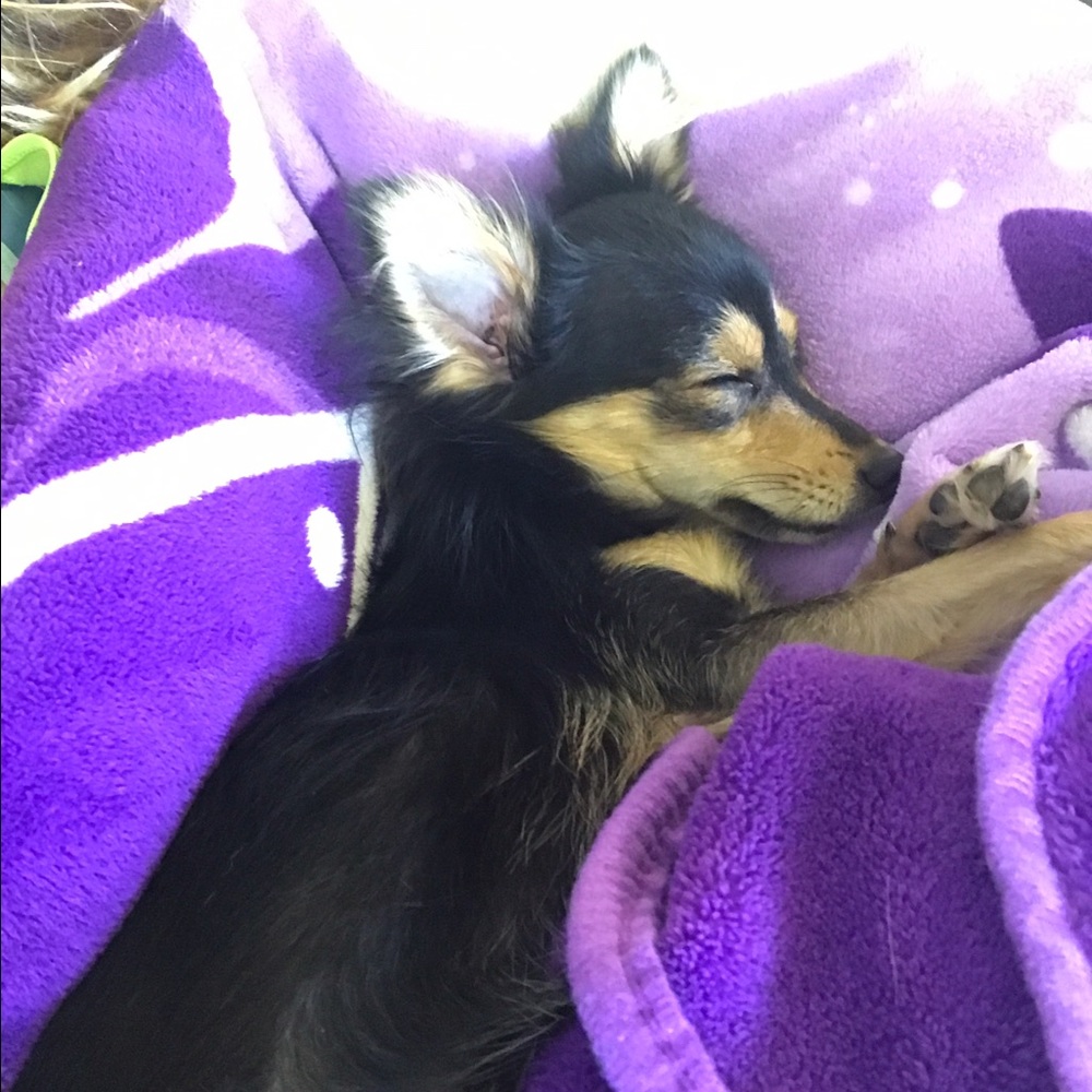 Meet your Posher, Holly