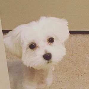 Meet your Posher, Echo