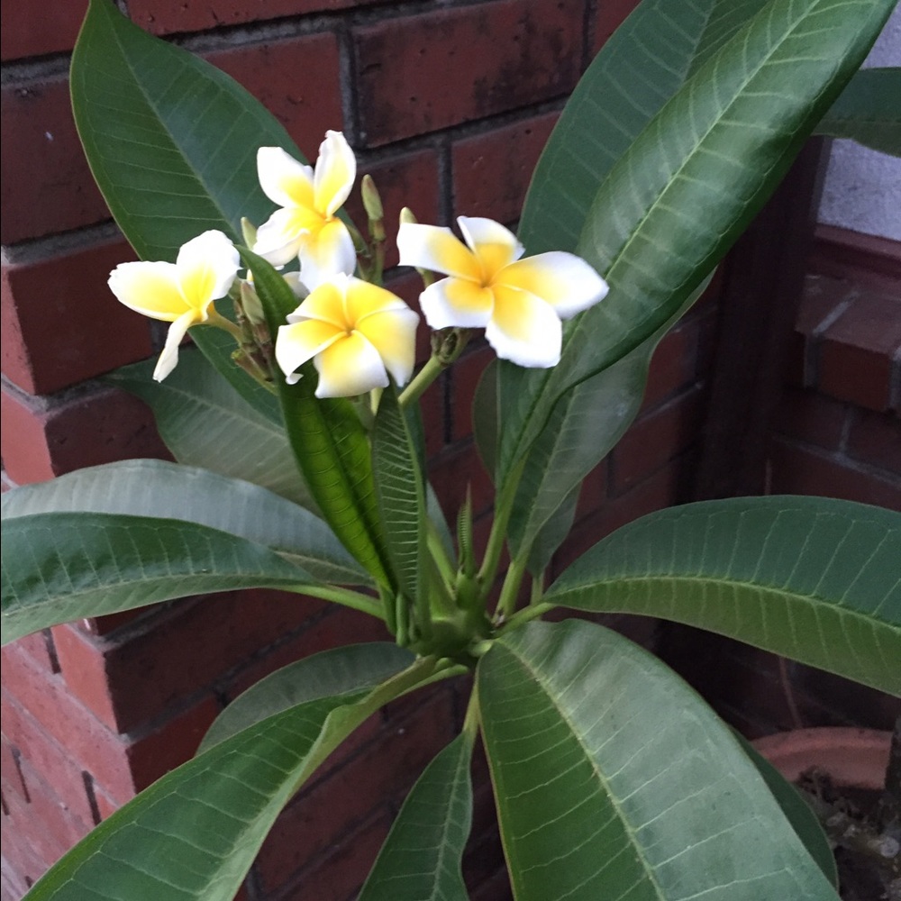 Meet your Posher, Catalina