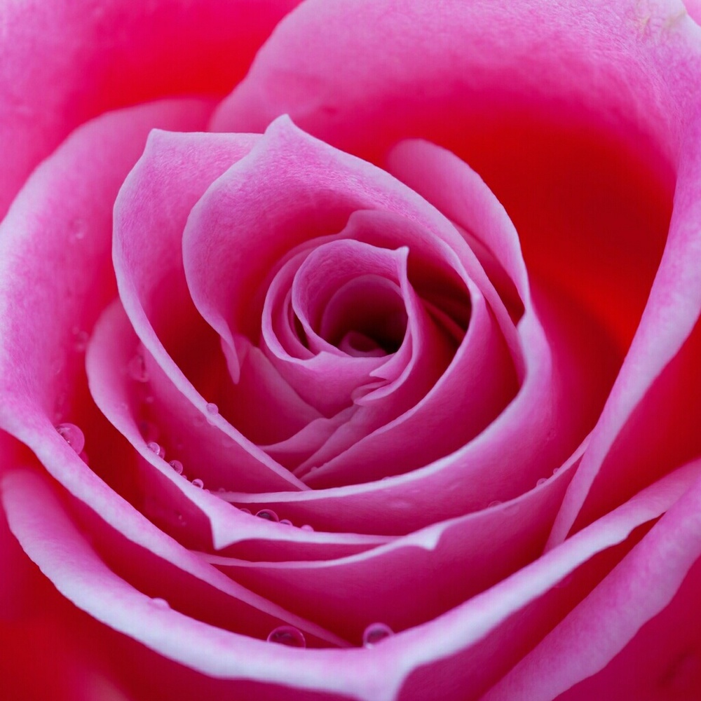 Meet your Posher, Angelica