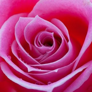 Meet your Posher, Angelica