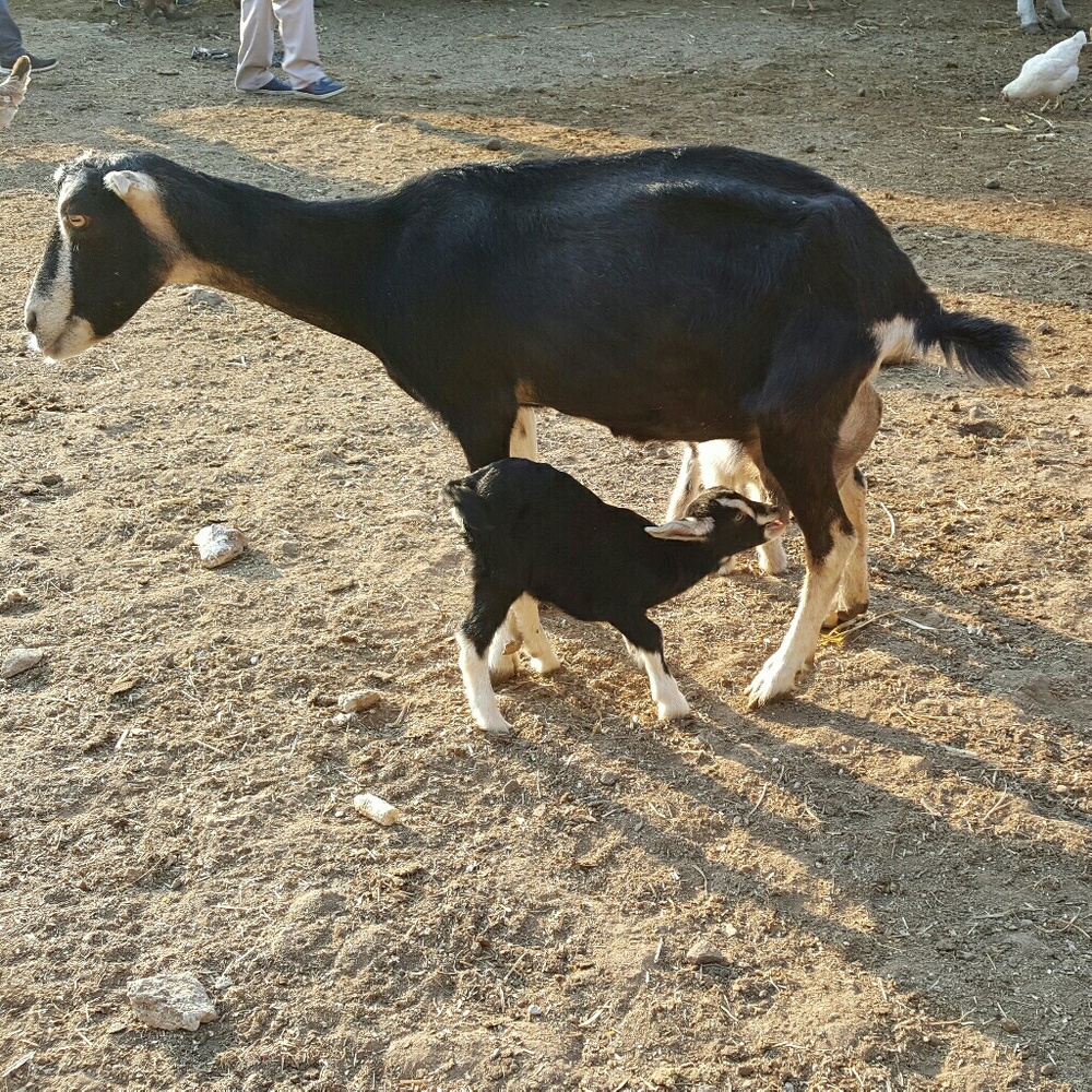Meet your Posher, Marie
