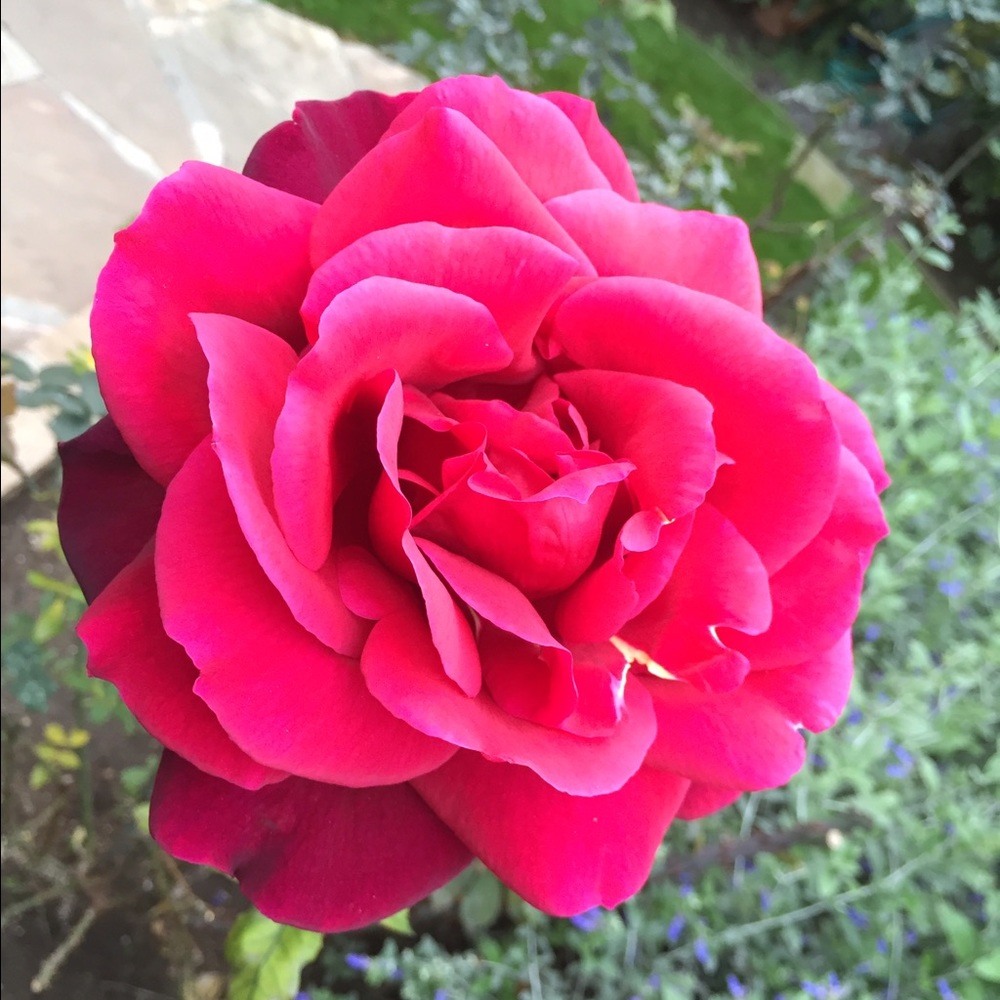 Meet your Posher, Tara