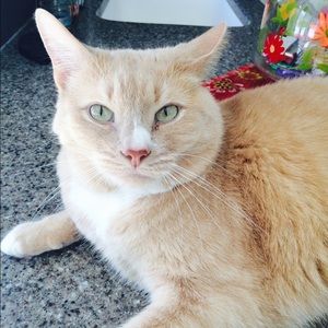 Meet your Posher, Alexa