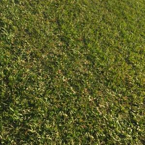 Meet your Posher, Nicky