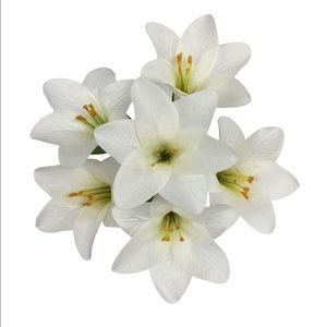 Meet your Posher, Ginger