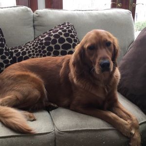 Meet your Posher, Dylan