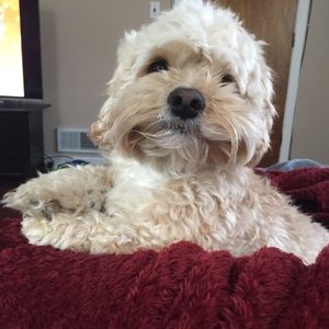 Meet your Posher, Jodi