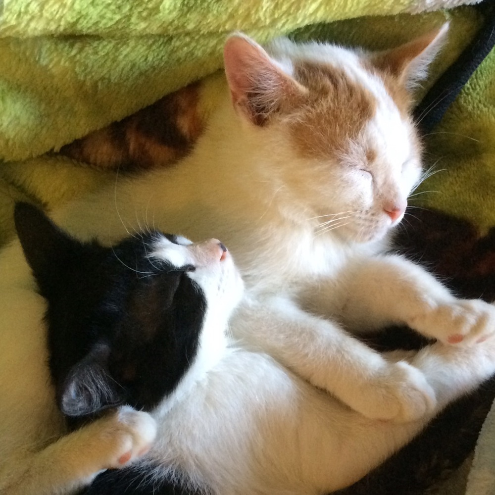 Meet your Posher, Cassandra