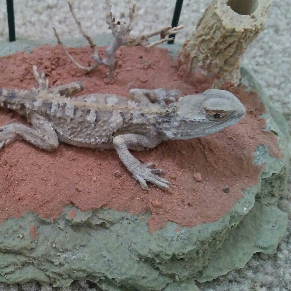 Bearded dragon pen holder