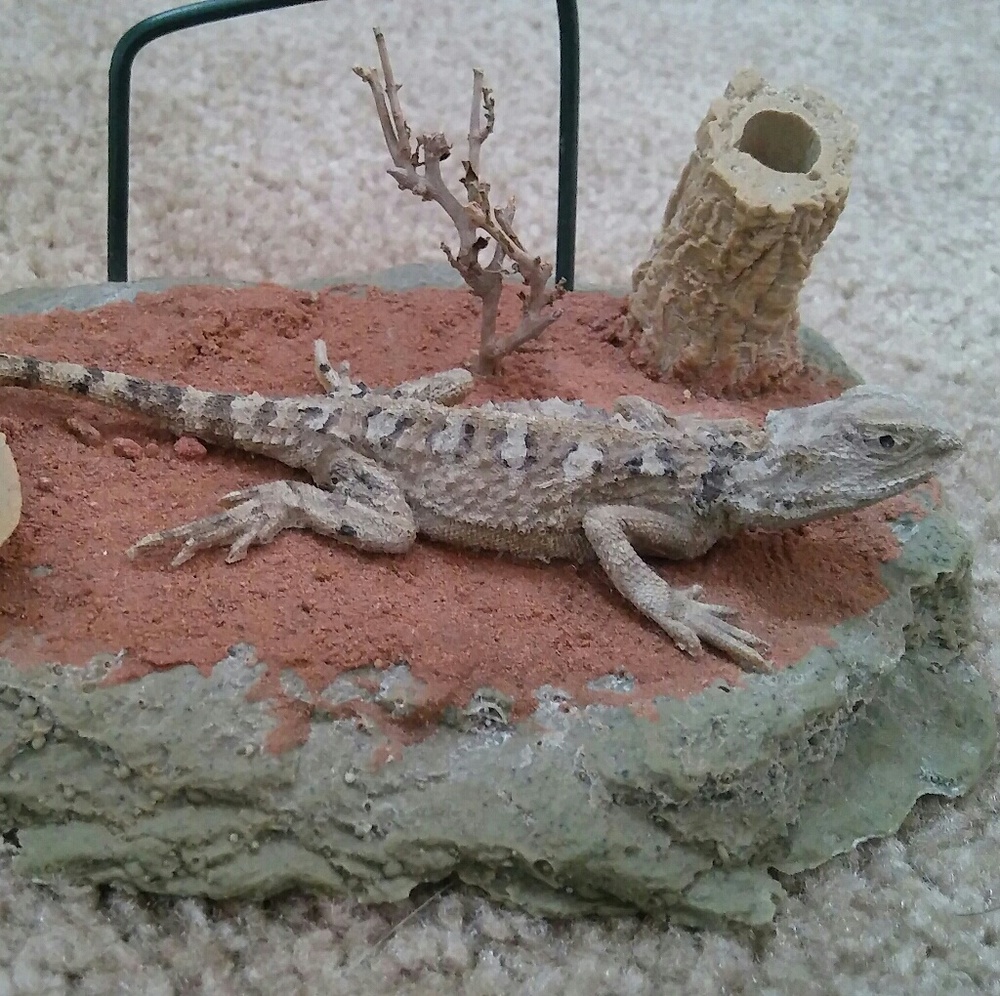Bearded dragon pen holder