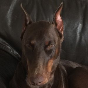 Meet your Posher, Ej