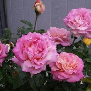 Meet your Posher, Becky