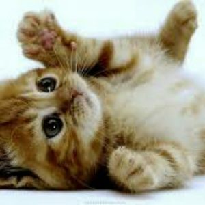 Meet your Posher, Gillian