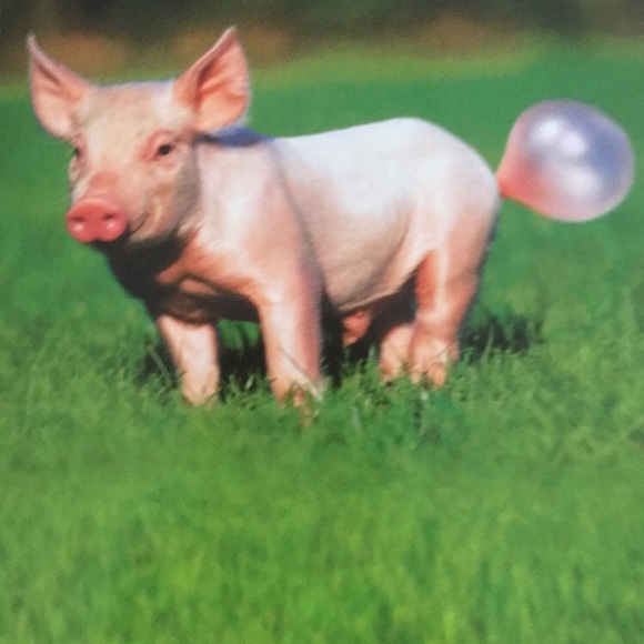 Meet your Posher, Shelby - Picture 1 of 1