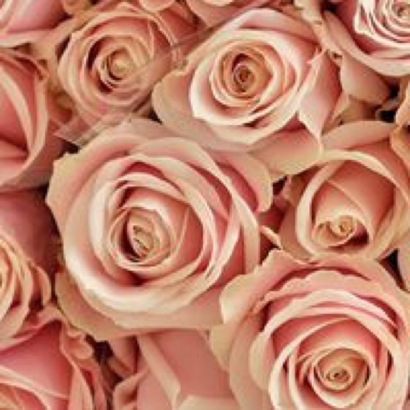 Meet your Posher, Audrey marie - Picture 1 of 1