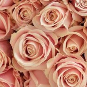 Meet your Posher, Audrey marie