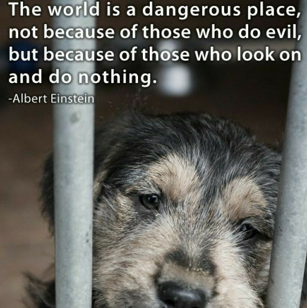 If we can live well without harming other living beings, why wouldn't we? - Picture 6 of 15