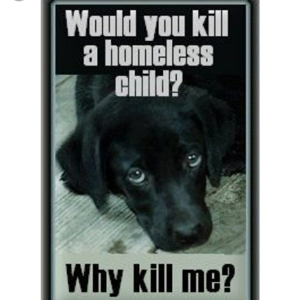 If we can live well without harming other living beings, why wouldn't we? - Picture 8 of 15